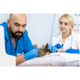 exame de ultrassom de gato valores Jardim Arizona