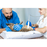 exame de ultrassom em gatos valores Jardim Popular