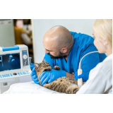 exame de ultrassom gato valores Vila Contanca