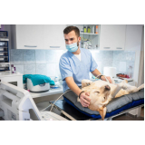 exame de ultrassom para cachorro Vila Curuçá