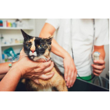exame de ultrassom para gato valores Vila Franci