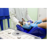 exame de ultrassom para gato Vila São Geraldo