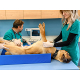 exame de ultrassonografia cachorro valores Vila Salete