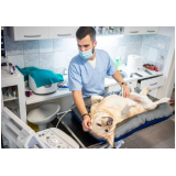 exame de ultrassonografia cachorro Parque Sonia