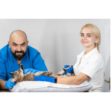 exame de ultrassonografia em cachorro Vila Prudente