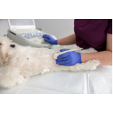 exame de ultrassonografia para cachorro valores Fazenda Aricanduva