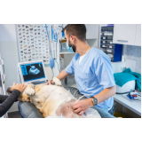 exame de ultrassonografia para cachorro Pirambóia