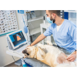 exame de ultrassonografia para cães e gatos valores Vila Buenos Aires