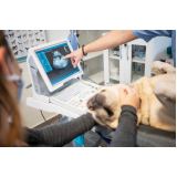 exame de ultrassonografia para cães e gatos Cangaíba
