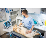 exame ultrassom cachorro Vila Ema