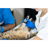 Exame de Ultrassom Abdominal para Gatos