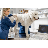 Exame de Ultrassonografia Cachorro