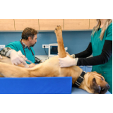 Exame de Ultrassom Abdominal em Cães