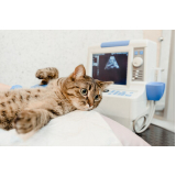 onde fazer exame de ultrassom abdominal em gatos Vila Domitila