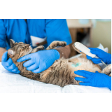 onde fazer exame de ultrassom de gato Vila Nova York
