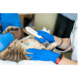 onde fazer exame de ultrassom em gatos Alto da Mooca