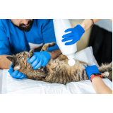 onde fazer exame de ultrassom gato Vila Nova York