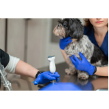 onde fazer exame de ultrassonografia para cachorro Vila Esperança