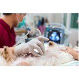 onde fazer exame ultrassom cachorro Aruja