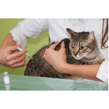 preço de vacina antirrábica para gato Vila Domitila