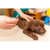 preço de vacina contra raiva cachorro Itaquera