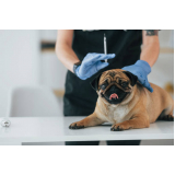 preço de vacina contra raiva para cachorro Parque São Jorge