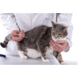 preço de vacina contra raiva para gato Vila Dila
