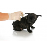preço de vacina da raiva cachorro Itaquera