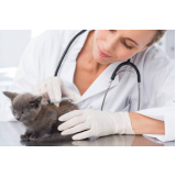 preço de vacina de gato v4 Vila Esperança