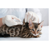 preço de vacina de raiva gato Jardim Três Marias