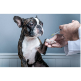 preço de vacina de raiva para cachorro Parque São Jorge