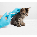 preço de vacina gato filhote Jardim Hercilia