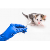 preço de vacina para filhote de gato Ferraz de Vasconcelos