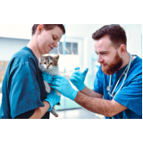preço de vacina para gato filhote Parque Res. Oratorio