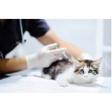 preço de vacina v4 para gatos Vila Marieta