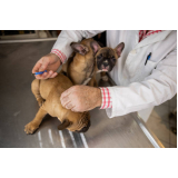 vacina antirrábica cachorro valores Ponte Rasa
