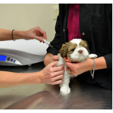 vacina antirrábica cachorro Vila Nhocune