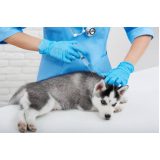 vacina antirrábica canina valores Vila Carmosina