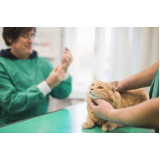 vacina antirrábica gato Jardim Nove de Julho