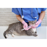vacina antirrábica para gato valores Vila Vessoni