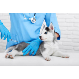 vacina cachorro filhote Vila Mesquita