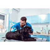 vacina contra raiva cachorro Jardim Tietê