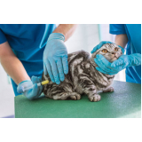 vacina contra raiva gato Jardim Arthur Alvim