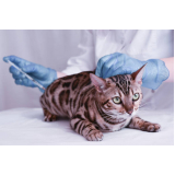 vacina de gato v4 valores Vila Lais