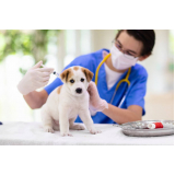 vacina de gripe para cachorro valores Vila Carmosina