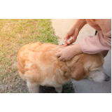 vacina de gripe para cachorro Jardim Avelino