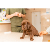 vacina de raiva para cachorro valores Vila Regina