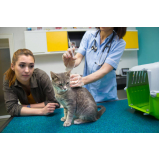vacina gato filhote valores Vila Nhocune
