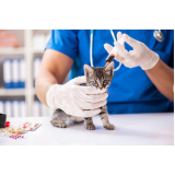 vacina gatos filhote Jardim Santa Adélia