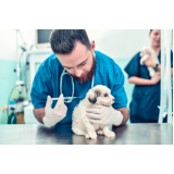 vacina para cachorro filhote Jardim De Lorenzo